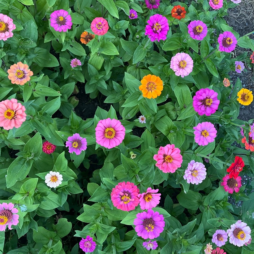 Meet your Posher, Lua